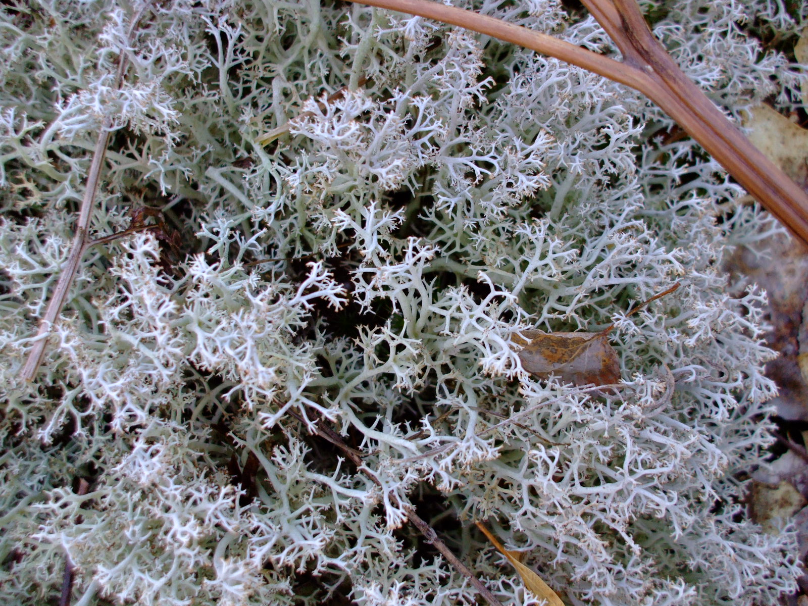 Cladonia rangiferina